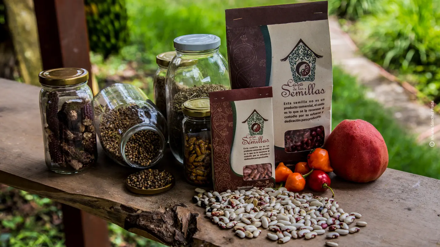 BANCOS SEMILLAS NATIVAS COLOMBIA: GUARDIANES BIODIVERSIDAD 29K ESPECIES VEGETALES