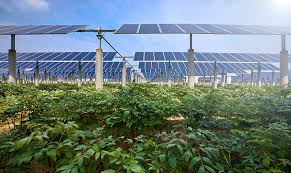 ENERGÍA SOLAR REVOLUCIONA AGRICULTURA COLOMBIA: BOMBEO RIEGO, SECADO, INVERNADEROS 90% AHORRO AGUA